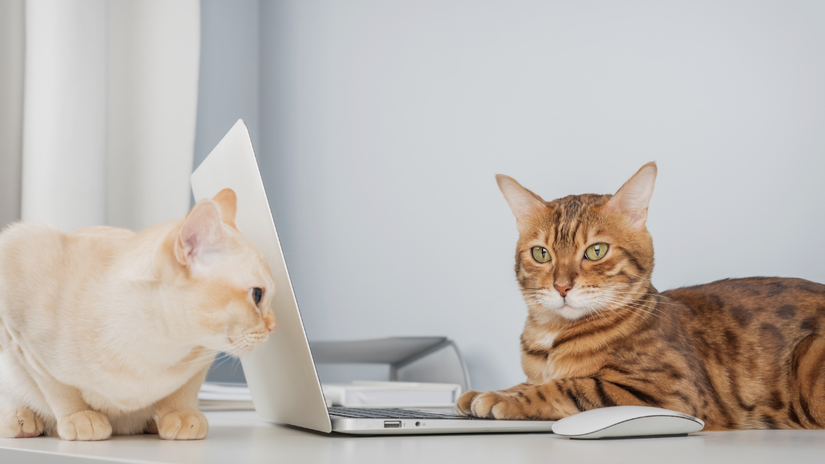 Why Your Vet Practice Needs Digital Marketing
