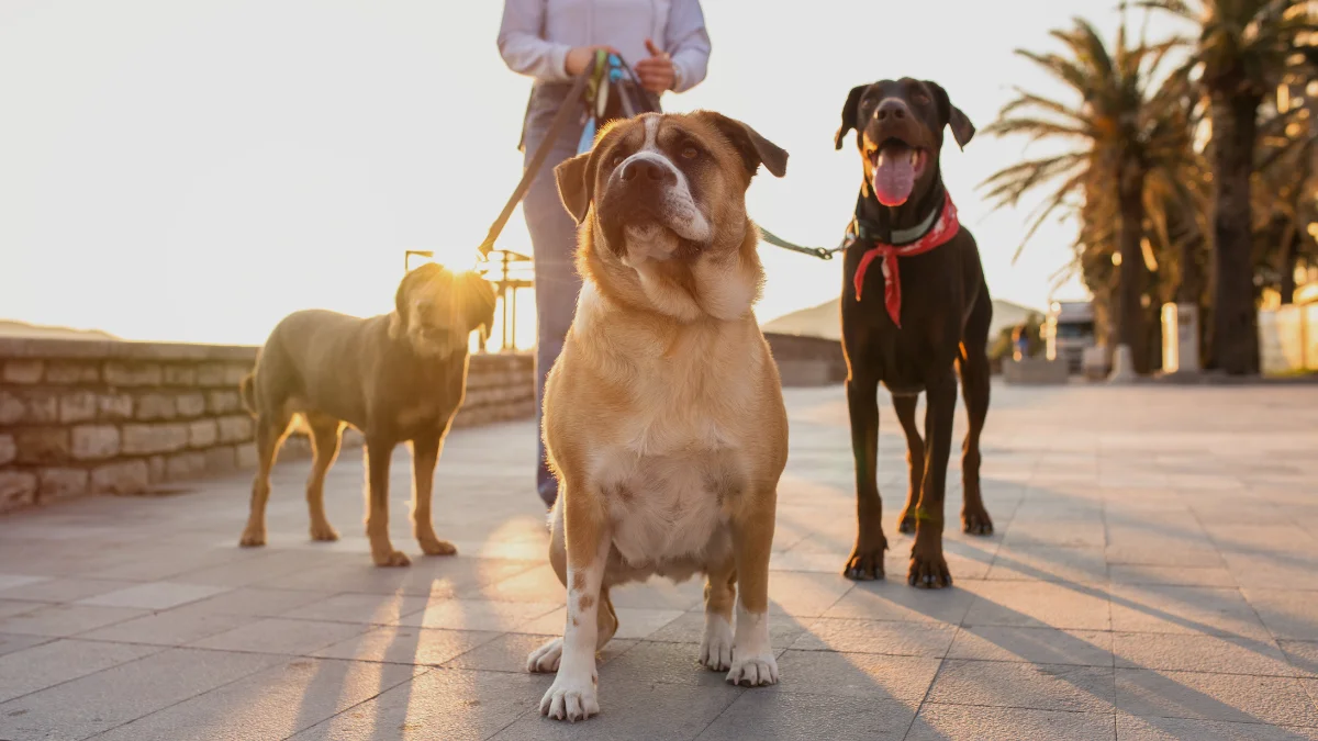 Pet Sitting and Dog Walking Business under 5k