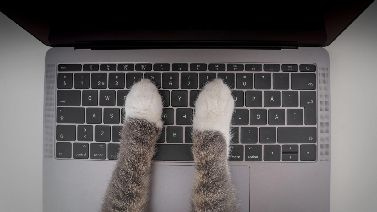 Key Digital Marketing Strategies for Veterinarians